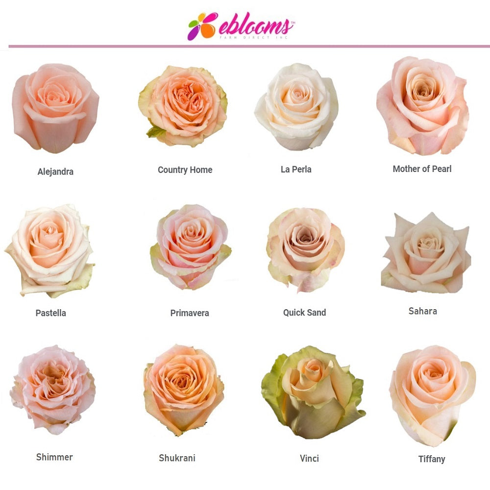 Shimmer Peach Rose variety - EbloomsDirect