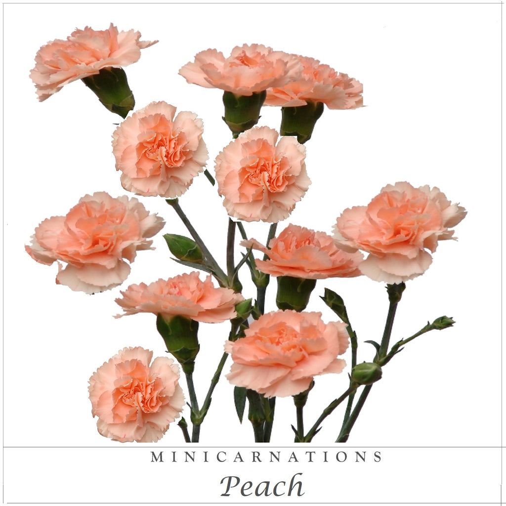 Mini Carnations Peach