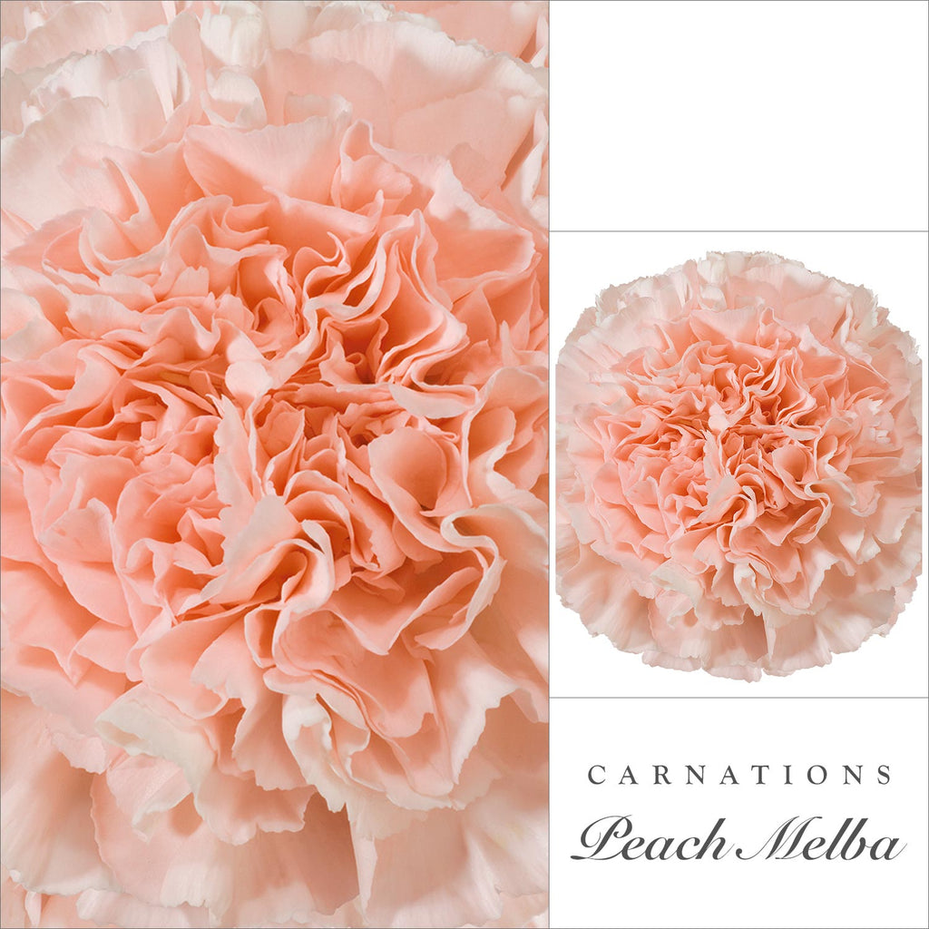 Carnations Peach - EbloomsDirect