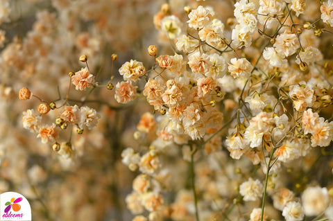 Peach Babys Breath Tinted - EbloomsDirect