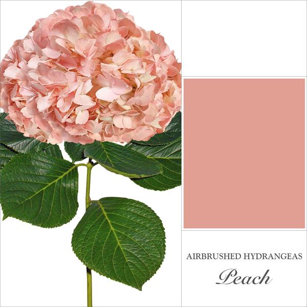 Hydrangea Peach - EbloomsDirect