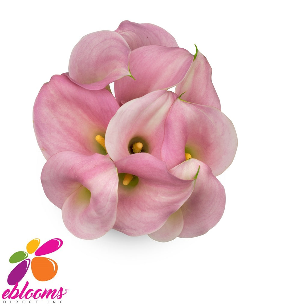 Mini Callas Pink Perle Rose PAck 80 stems- EbloomsDirect