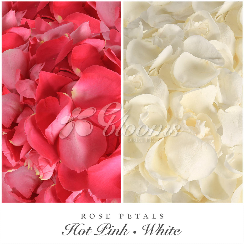 Hot pink and White rose petals for valentine's day and wedding season
