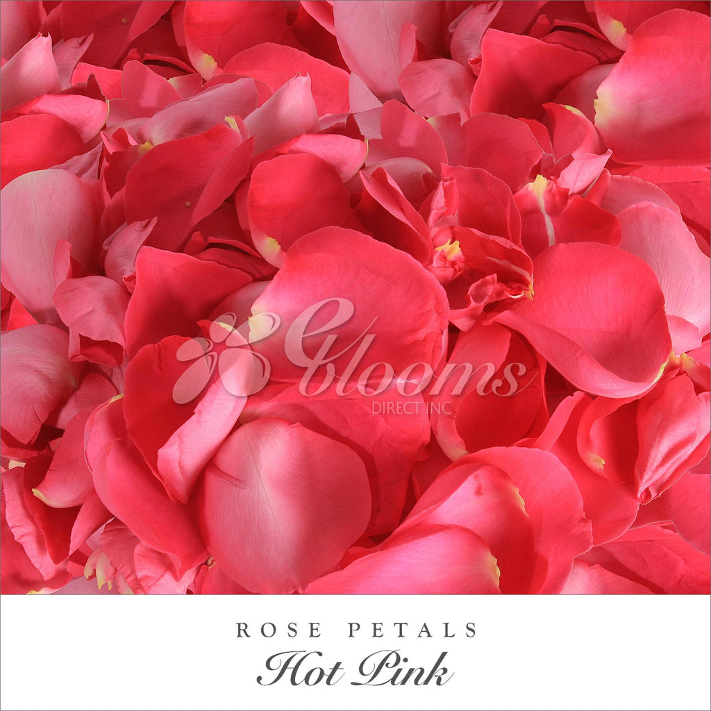 Rose Petals Hot Pink - White