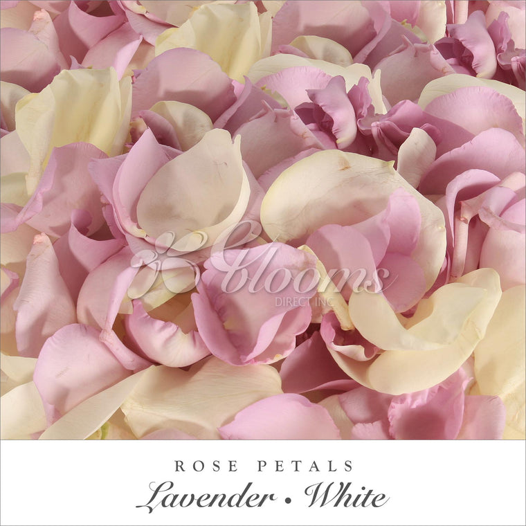 Rose Petals White - Lavender