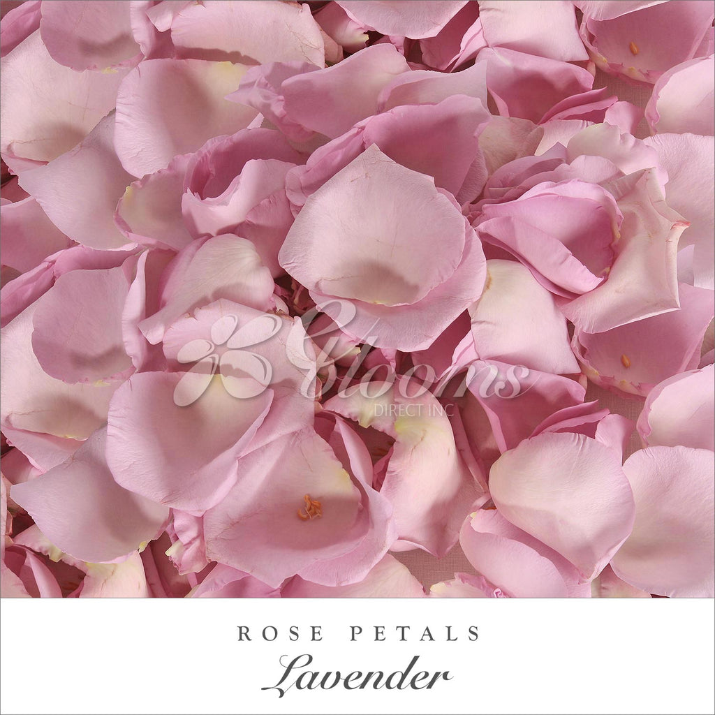 Rose Petals Lavender - EbloomsDirect