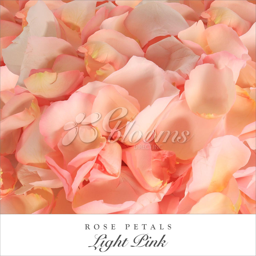 Rose Petals Light pink for valentine's day and weddingseason