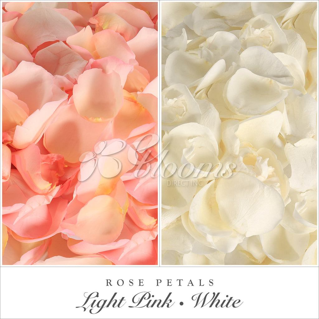 Farm Fresh Natural Rose Petals Light Pink and White for valentine's day and wedding season