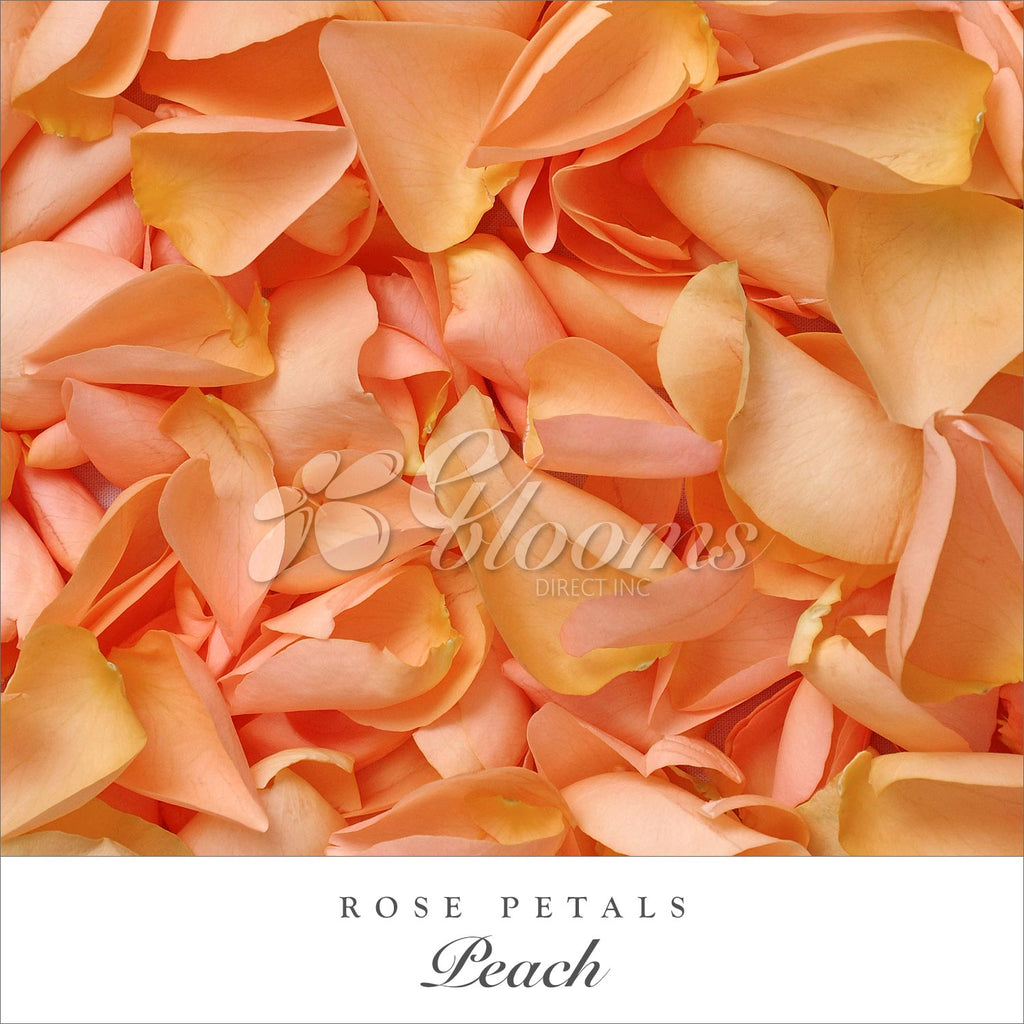 peach Rose Petals for valentine's day and wedding season