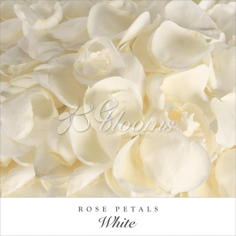 Rose Petals White