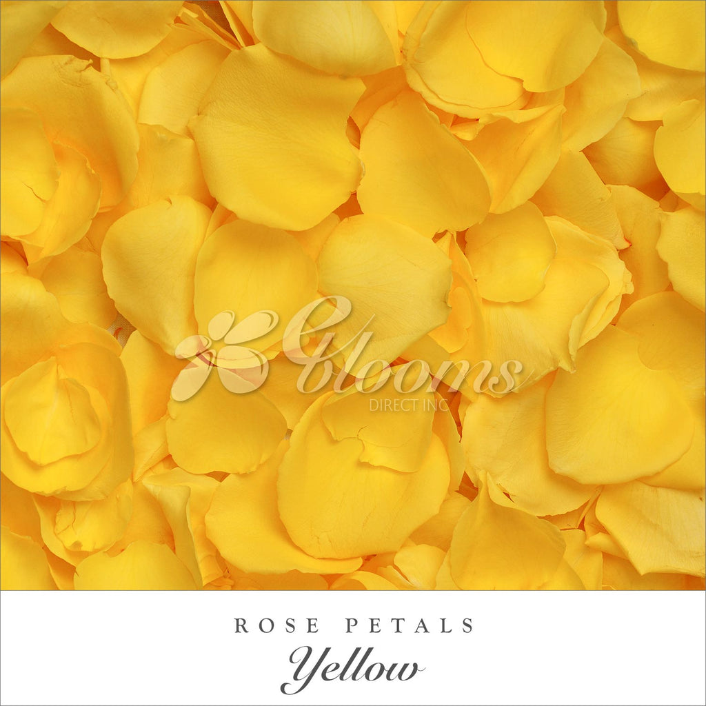 Yellow Rose Petals for valentine's day and wedding season