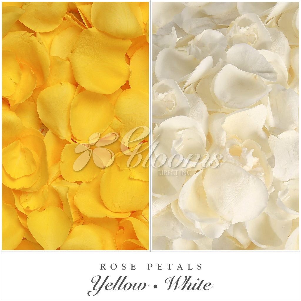Yellow and White Rose Petals for valentine's day and wedding season