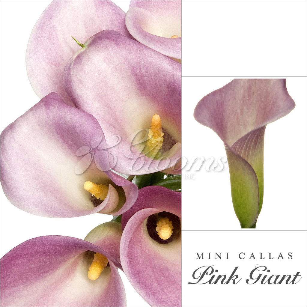 Pink Mini Callas - EbloomsDirect