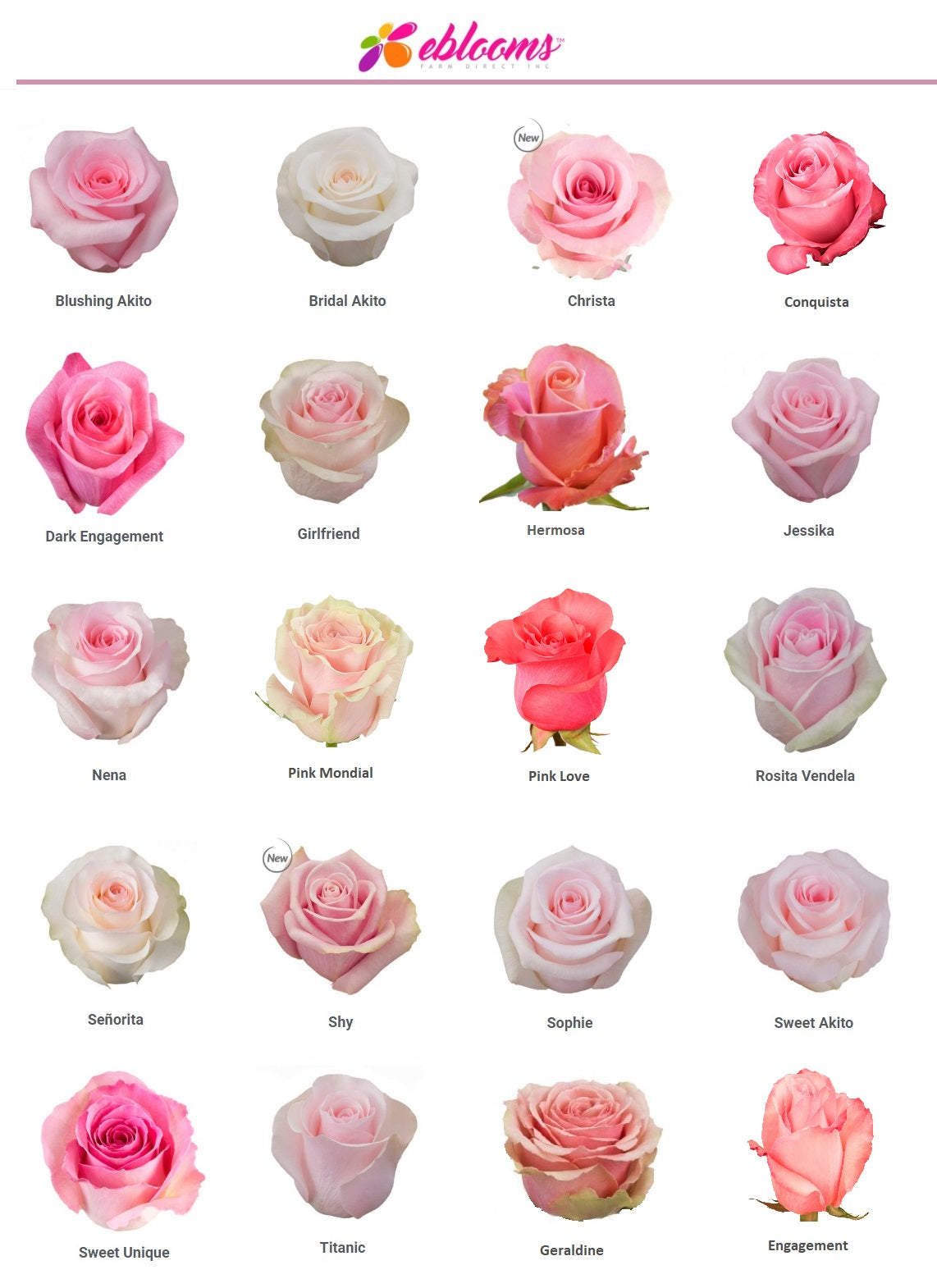 Frutetto Rose Variety - EbloomsDirect