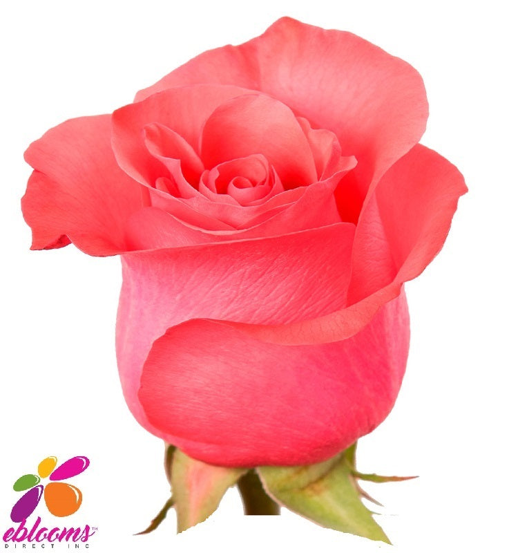 Pink Love Rose Variety - EbloomsDirect