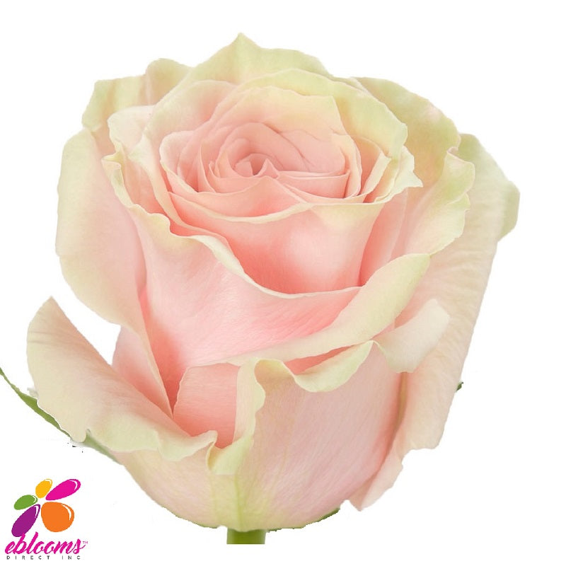 Pink Mondial Rose Variety  -EbloomsDirect