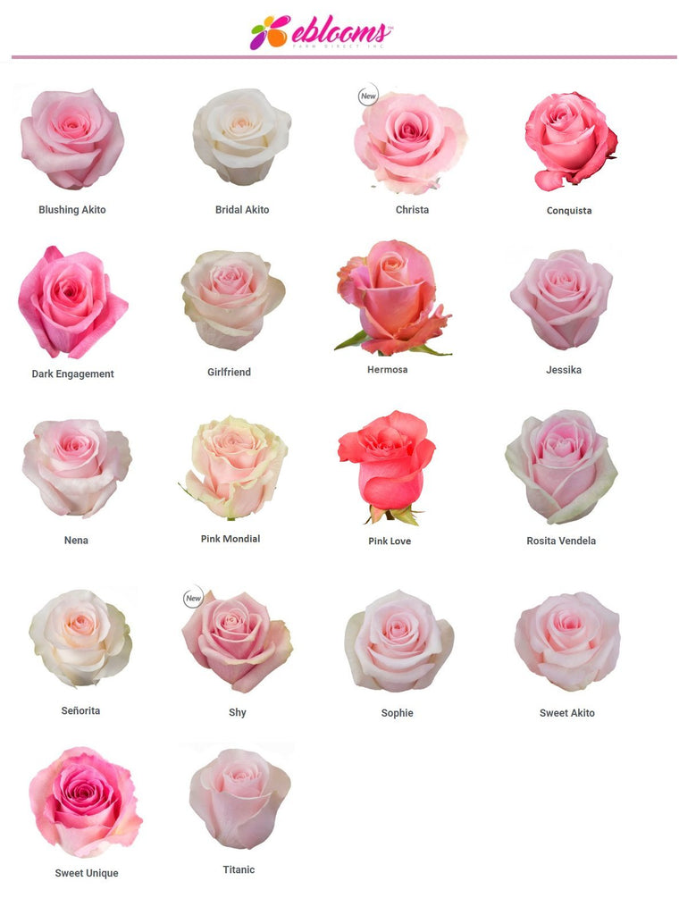 Pink Rose varieties - EbloomsDirect