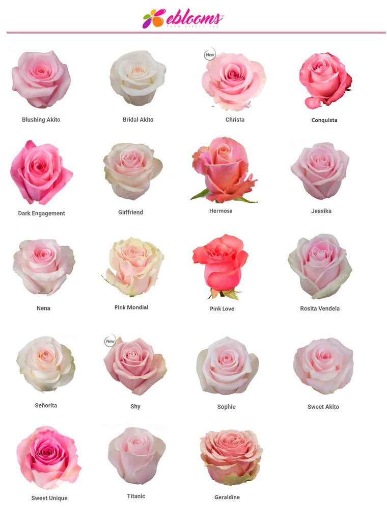 Pink Rose varieties best sellers - EbloomsDIrect