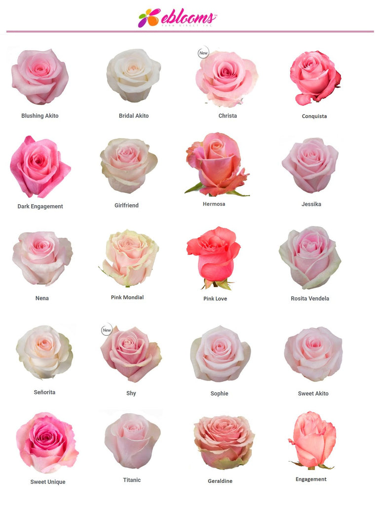 Pink Rose varieties best sellers - EbloomsDirect