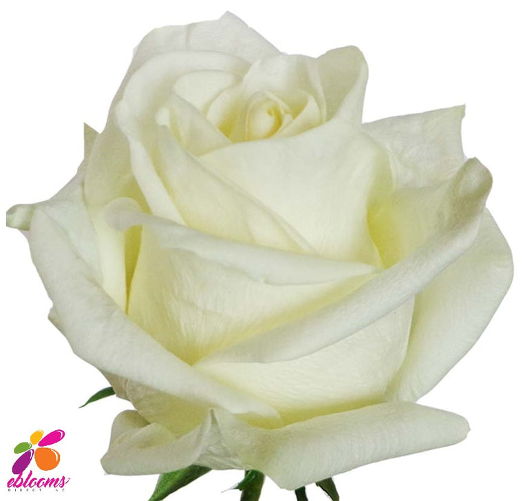 Polar Star Rose Variety White - EbloomsDirect