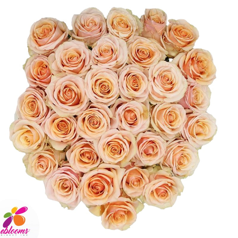 Primavera Peach Rose Variety - EbloomsDirect