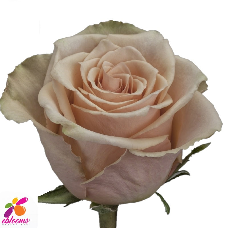 Primavera Peach Rose Variety - EbloomsDirect