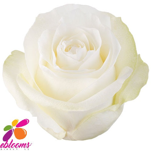 Proud Rose Variety White - EbloomsDirect