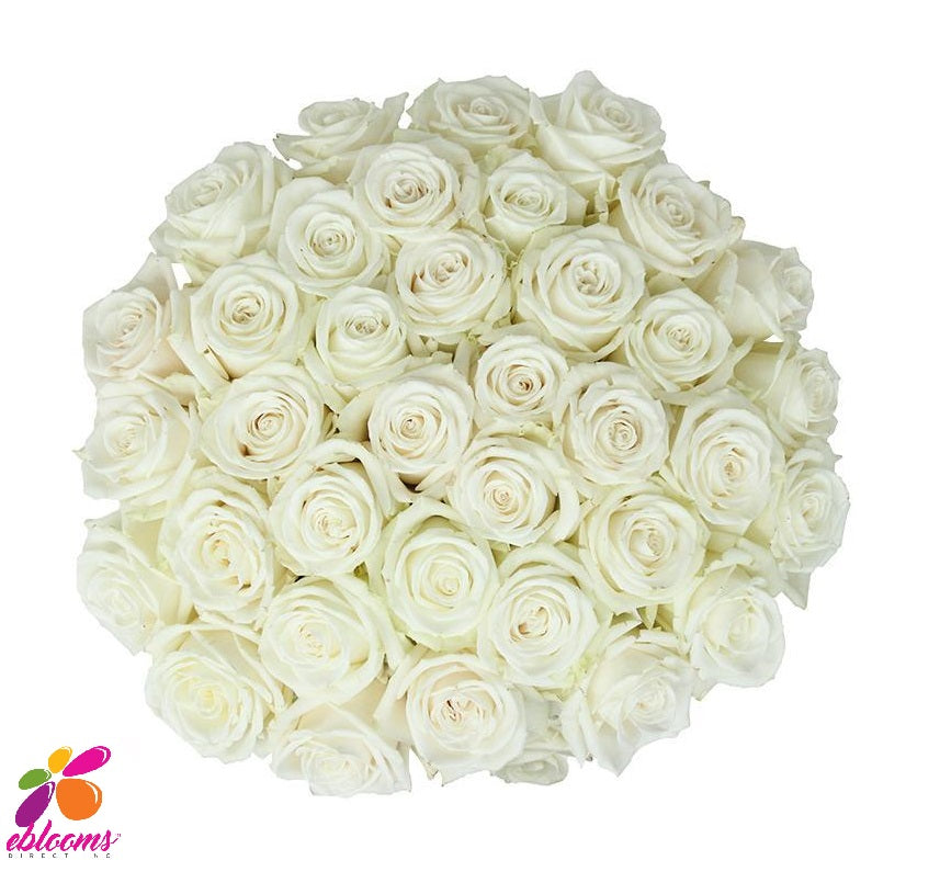 Proud Rose variety - White - Eblooms