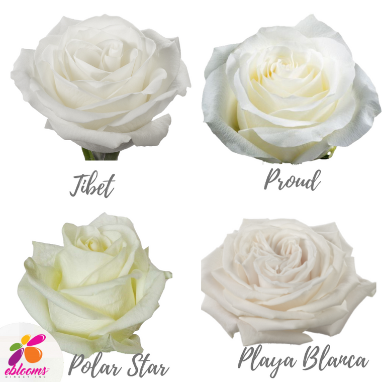 Pure White Roses Assorted  - EbloomsDirect