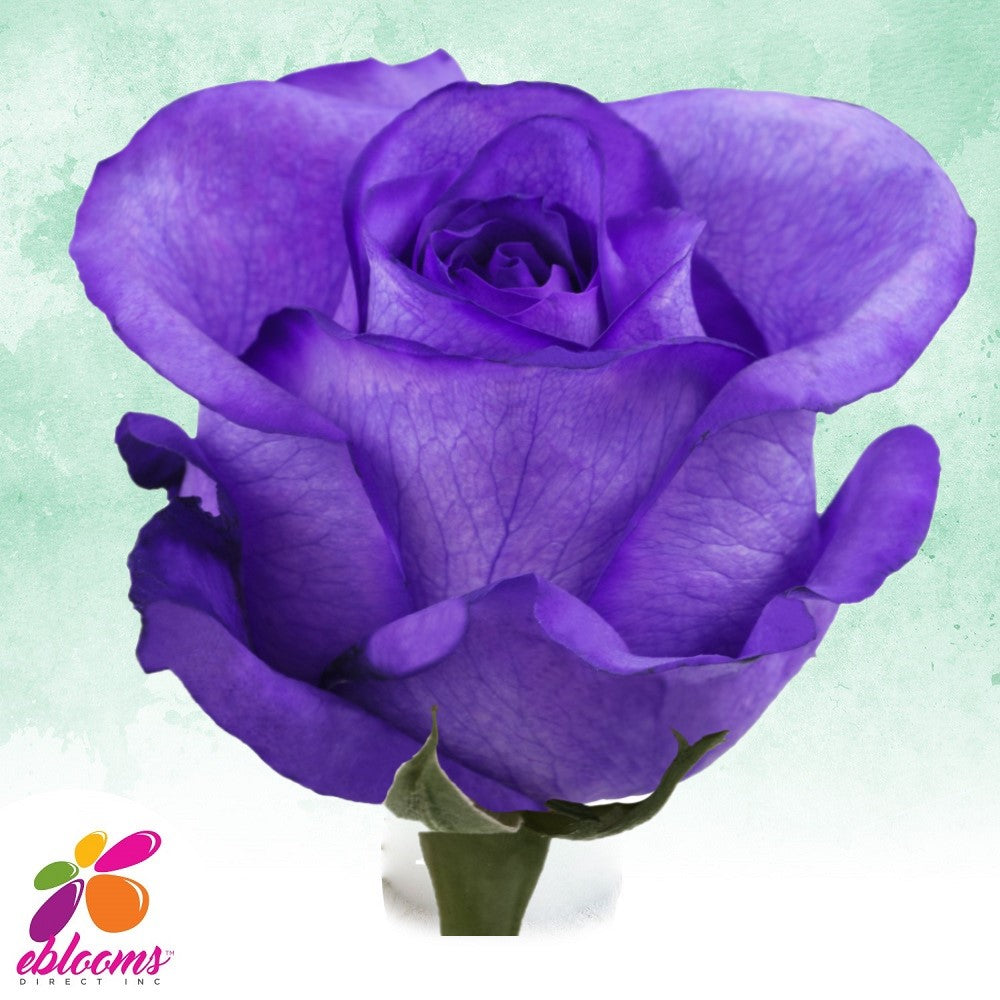 Purple Tinted Roses - EbloomsDirect