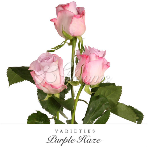 Purple Haze Rose variety - EbloomsDirect