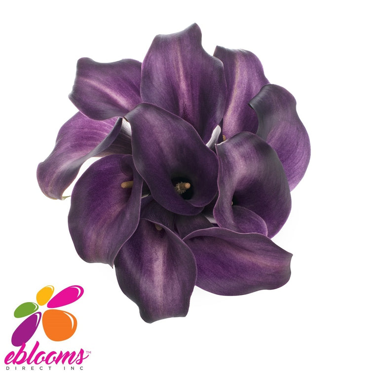 Mini Callas Purple Star Pack 80 stems - EbloomsDirect