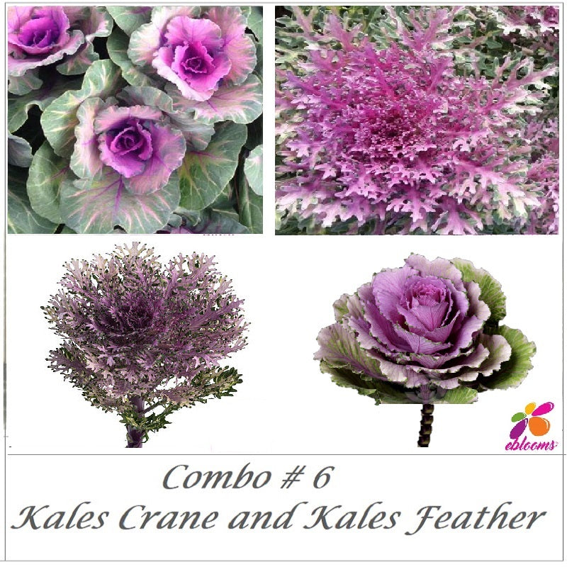 Combo Box #6 - Purple Kales Feather and Kales Crane - EbloomsDirect