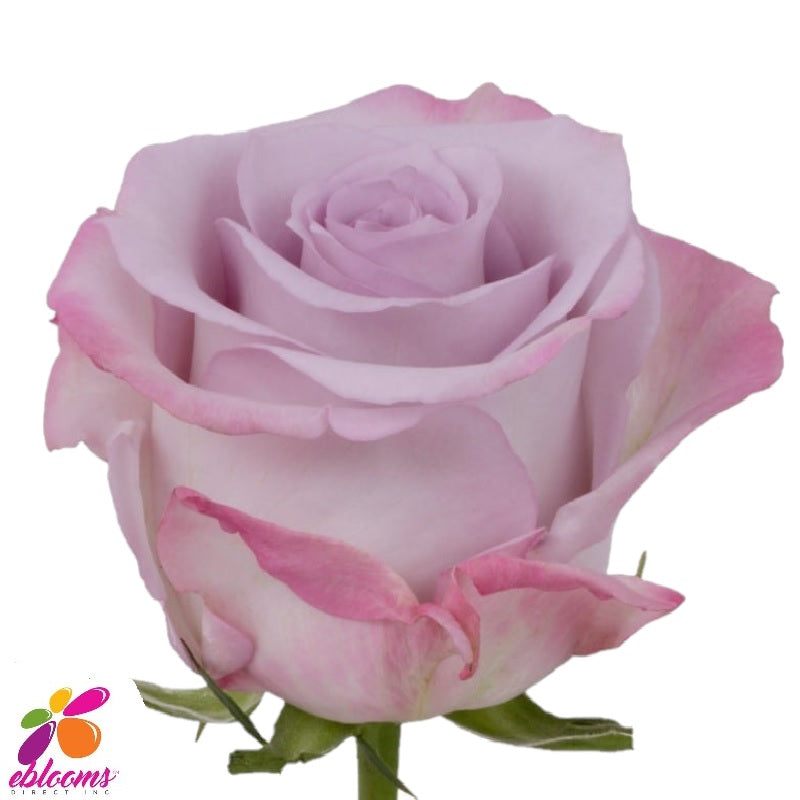 Purple Haze Rose variety - EbloomsDirect