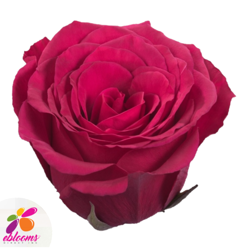 Queenberry Rose variety - Hot Pink Roses - EbloomsDirect