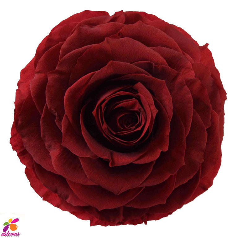 Preserved Roses Red Burgundy - EbloomsDirect