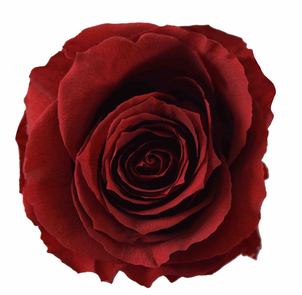 Preserved Flower Red Burgundy roses - wholesale rose
