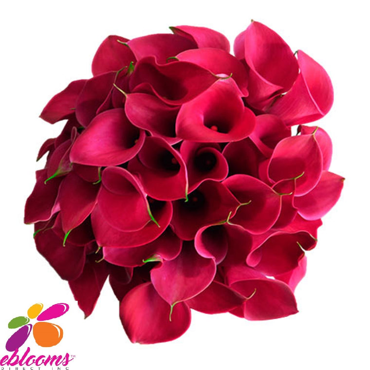 Mini Callas Red Passion Pack 80 stems - EbloomsDirect