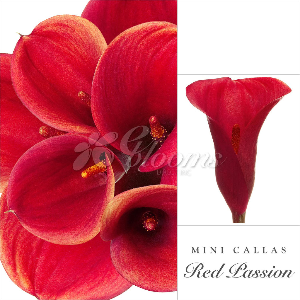 Red Mini Callas - EbloomsDirect