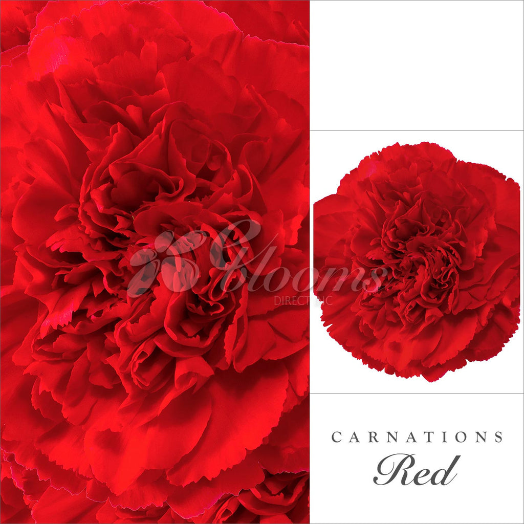 Red Carnations - EbloomsDirect