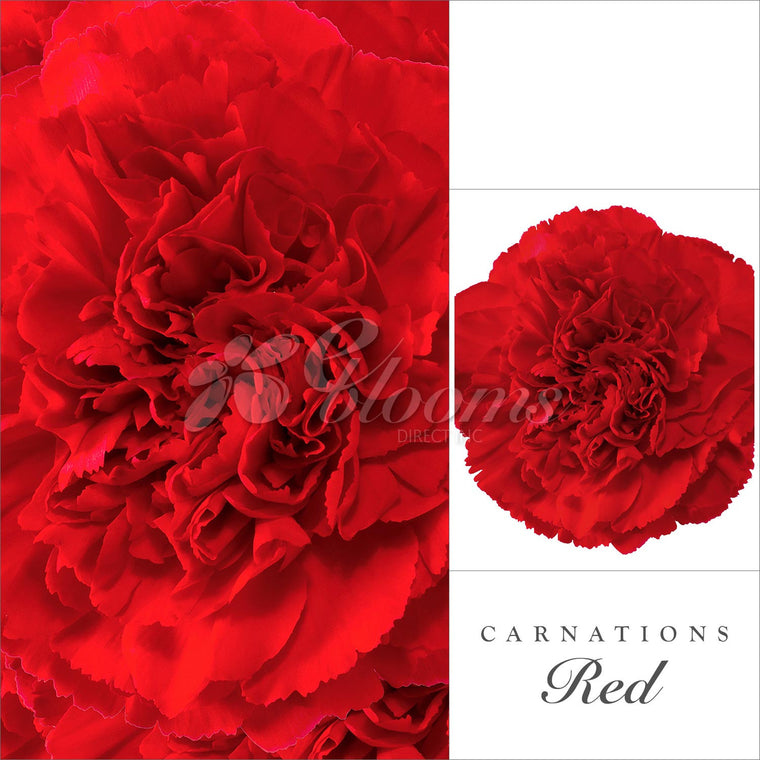 Carnations Red - EbloomsDirect