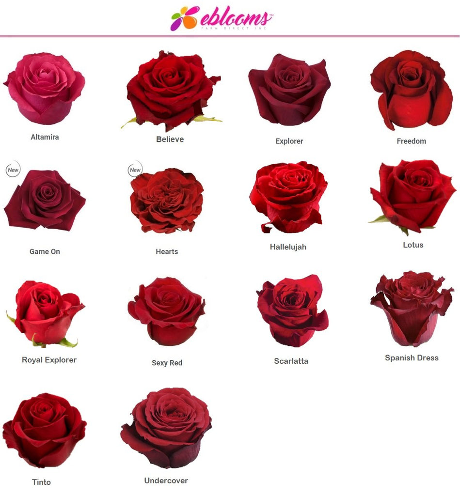 Scarlatta Rose Variety - EbloomsDirect