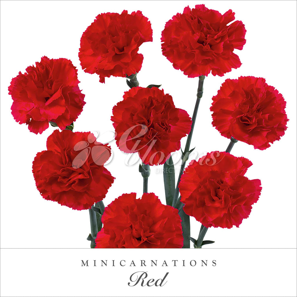 Mini Carnations Red - EbloomsDirect