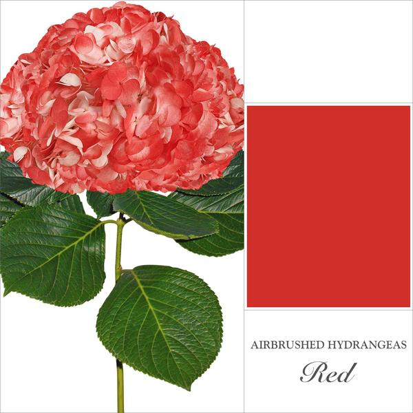 Hydrangea Red Airbrushed