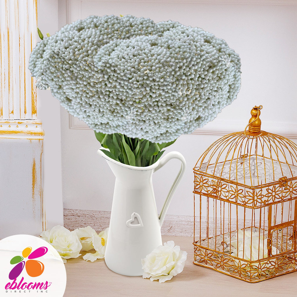 Rice Flower White Free Delivery near me EbloomsDirect Eblooms
