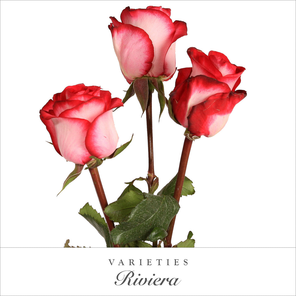 Rose Riviera Bicolor White and Pink - EbloomsDirect
