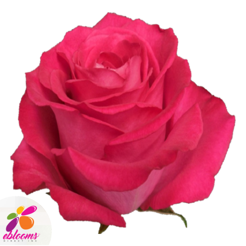Rosato Rose variety - hot Pink Roses - EbloomsDirect