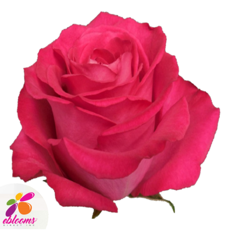 Rosato Rose Variety - Hot Pink Roses