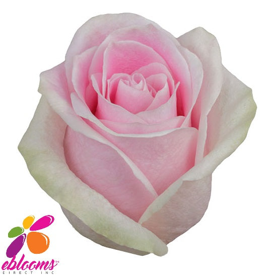Rosita Vendela Rose Variety - EbloomsDirect