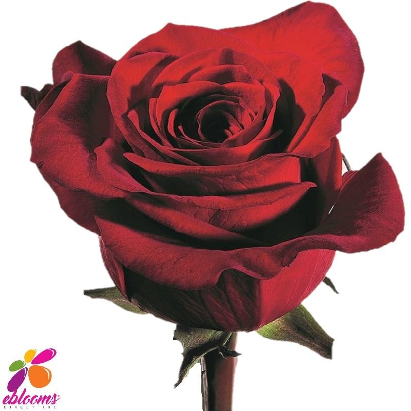 Scarlatta Rose Variety - EbloomsDirect